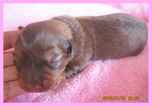 ミックス チワックス チョコレート&タン 子犬販売の専門店 AngelWan 横浜