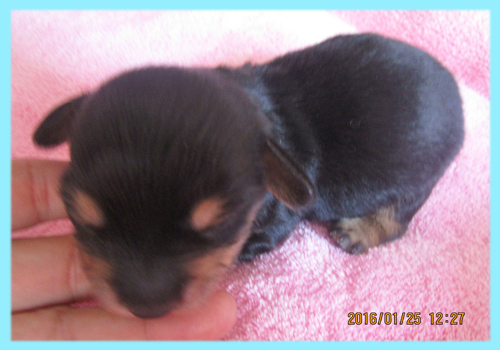 ミックス　チワックス　ブラック＆タン　子犬販売の専門店　AngelWan　横浜