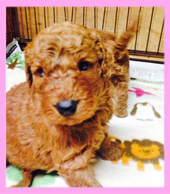 スタンダードプードル アプリコット メス 仔犬販売の専門店 AngelWan 横浜