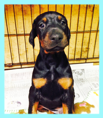 ドーベルマン　ブラックタン　オス　子犬販売の専門店　AngelWan　横浜