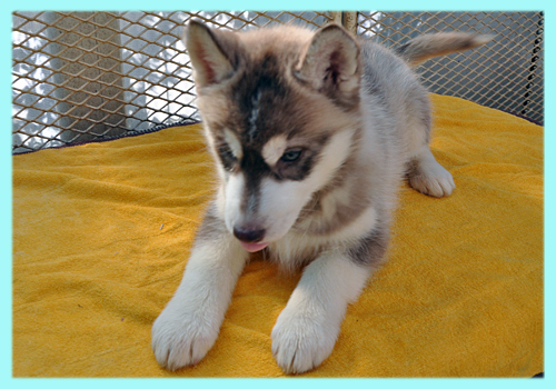 シベリアンハスキー　レッド＆ホワイト　オス　子犬販売の専門店　AngelWan　横浜