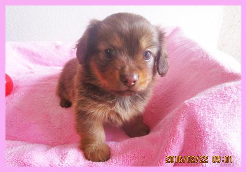 ミックス チワックス メス 子犬販売の専門店 AngelWan 横浜