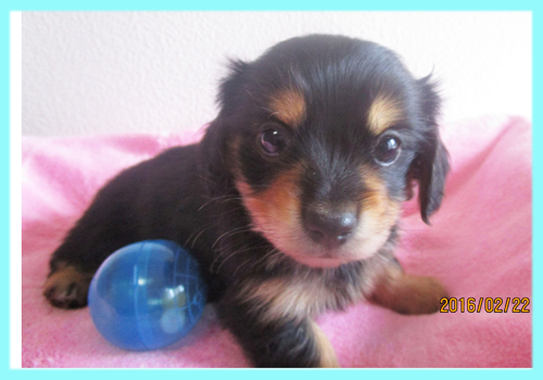 ミックス　チワックス　オス　子犬販売の専門店　AngelWan　横浜