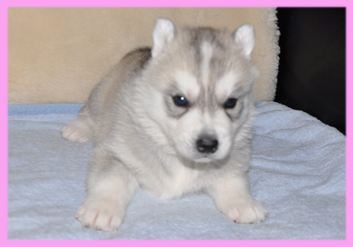 シベリアンハスキー　シルバー＆ホワイト　メス　子犬販売の専門店　AngelWan　横浜
