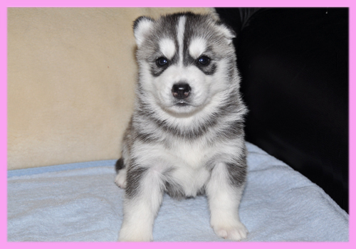 シベリアンハスキー　ブラック＆ホワイト　メス　子犬販売の専門店　AngelWan　横浜