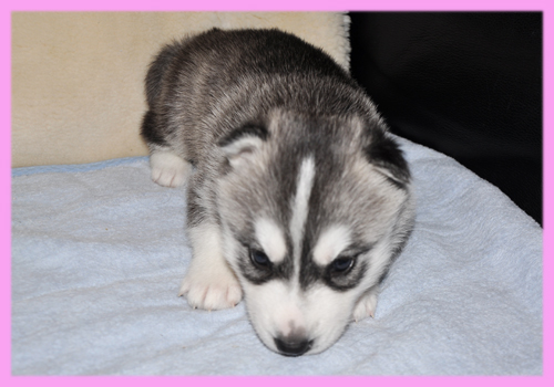シベリアンハスキー　ブラック＆ホワイト　メス　子犬販売の専門店　AngelWan　横浜