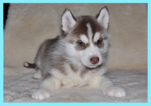 シベリアンハスキー　レッド＆ホワイト　オス　子犬販売の専門店　AngelWan　横浜
