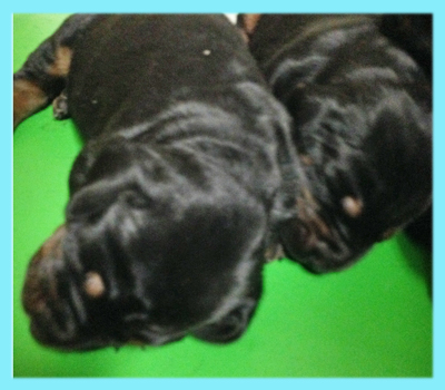 ドーベルマン　ブラックタン　オス　子犬販売の専門店　AngelWan　横浜