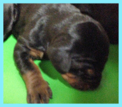 ドーベルマン　ブラックタン　オス　子犬販売の専門店　AngelWan　横浜