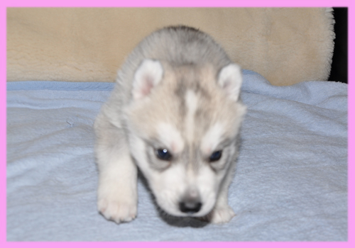 シベリアンハスキー　シルバー＆ホワイト　メス　子犬販売の専門店　AngelWan　横浜