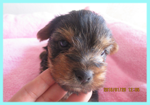ヨークシャーテリア オス 子犬販売の専門店 AngelWan 横浜