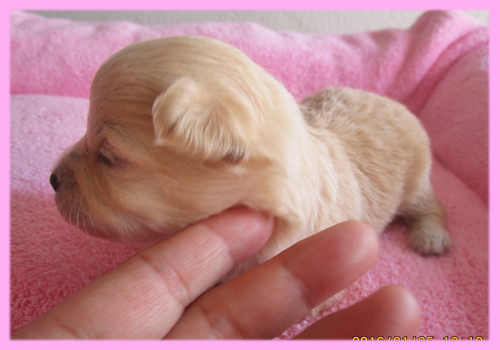ミックス　チワプー　クリーム　メス　子犬販売の専門店　AngelWan　横浜