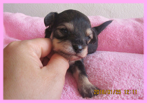 ミックス　チワプー　ブラック＆タン　メス　子犬販売の専門店　AngelWan　横浜