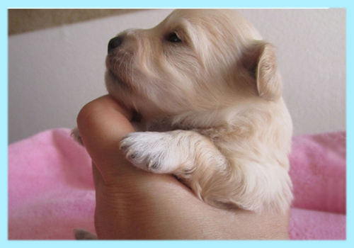 ミックス　チワプー　クリーム　オス　子犬販売の専門店　AngelWan　横浜
