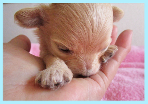 ミックス チワプー クリーム オス 子犬販売の専門店 AngelWan 横浜