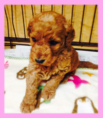 スタンダードプードル アプリコット メス 仔犬販売の専門店 AngelWan 横浜