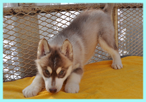 シベリアンハスキー　レッド＆ホワイト　オス　子犬販売の専門店　AngelWan　横浜