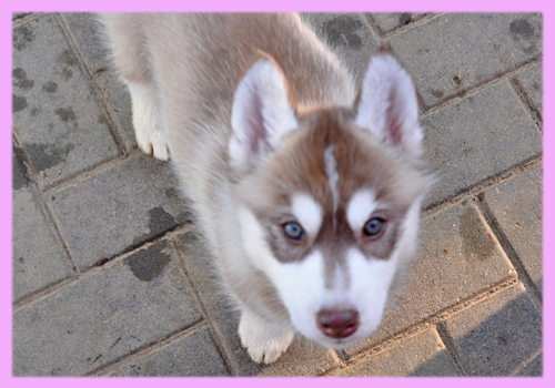 シベリアンハスキー　レッド＆ホワイト　メス　子犬販売の専門店　AngelWan　横浜