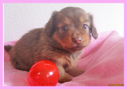 ミックス チワックス メス 子犬販売の専門店 AngelWan 横浜