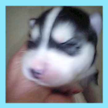 シベリアンハスキー　ブラック＆ホワイト　オス　子犬販売の専門店　AngelWan　横浜