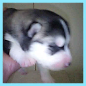 シベリアンハスキー　ブラック＆ホワイト　オス　子犬販売の専門店　AngelWan　横浜