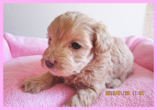 ミックス　マルプー　アプリコット　メス　子犬販売の専門店　AngelWan　横浜