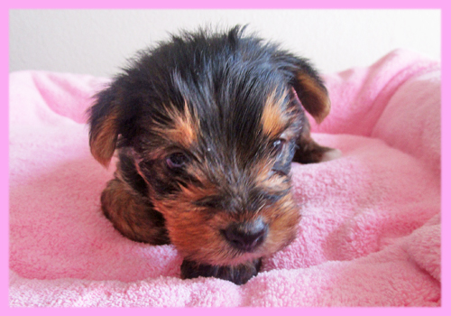 ヨークシャーテリア メス 子犬販売の専門店 AngelWan 横浜