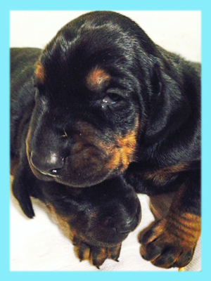 ドーベルマン　ブラックタン　オス　子犬販売の専門店　AngelWan　横浜