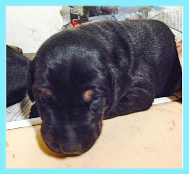 ドーベルマン　ブラックタン　オス　子犬販売の専門店　AngelWan　横浜