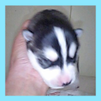 シベリアンハスキー　ブラック＆ホワイト　オス　子犬販売の専門店　AngelWan　横浜