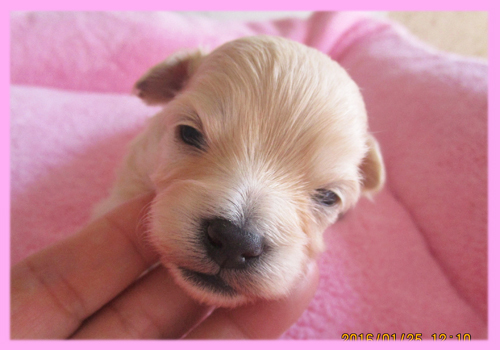 ミックス　チワプー　クリーム　メス　子犬販売の専門店　AngelWan　横浜
