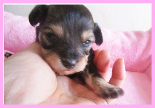 ミックス　チワプー　ブラック＆タン　メス　子犬販売の専門店　AngelWan　横浜