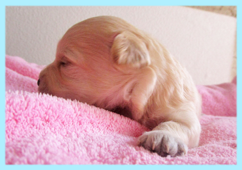 ミックス　チワプー　クリーム　オス　子犬販売の専門店　AngelWan　横浜