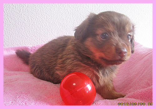 ミックス チワックス メス 子犬販売の専門店 AngelWan 横浜