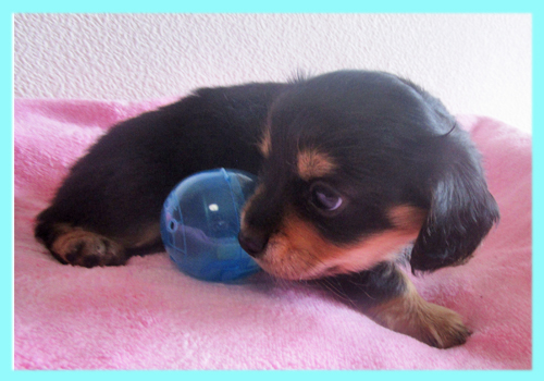 ミックス　チワックス　オス　子犬販売の専門店　AngelWan　横浜