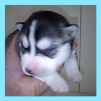 シベリアンハスキー　ブラック＆ホワイト　オス　子犬販売の専門店　AngelWan　横浜
