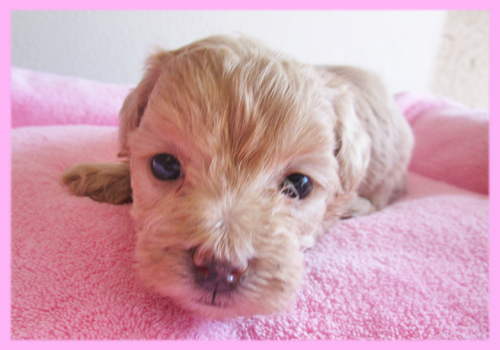 ミックス　マルプー　アプリコット　メス　子犬販売の専門店　AngelWan　横浜