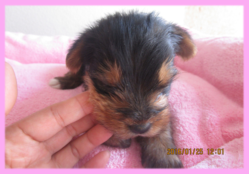 ヨークシャーテリア メス 子犬販売の専門店 AngelWan 横浜