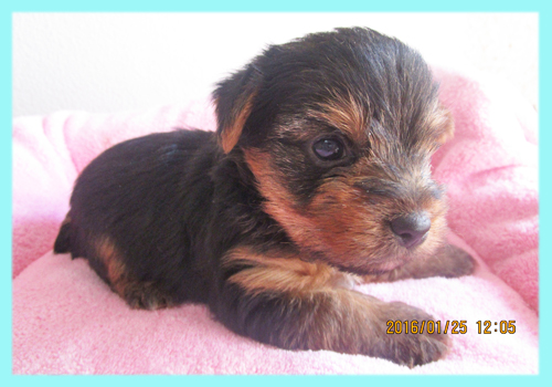 ヨークシャーテリア オス 子犬販売の専門店 AngelWan 横浜