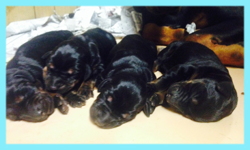 ドーベルマン　ブラックタン　オス　子犬販売の専門店　AngelWan　横浜