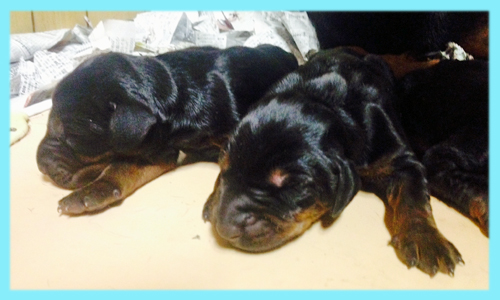 ドーベルマン　ブラックタン　オス　子犬販売の専門店　AngelWan　横浜