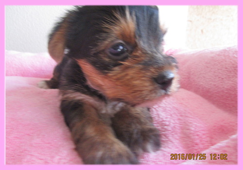 ヨークシャーテリア メス 子犬販売の専門店 AngelWan 横浜