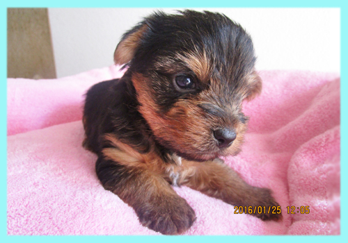 ヨークシャーテリア オス 子犬販売の専門店 AngelWan 横浜