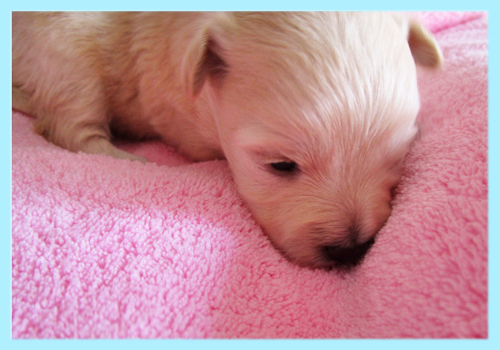 ミックス　チワプー　クリーム　オス　子犬販売の専門店　AngelWan　横浜