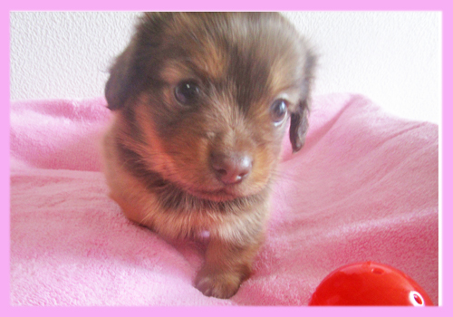 ミックス チワックス メス 子犬販売の専門店 AngelWan 横浜