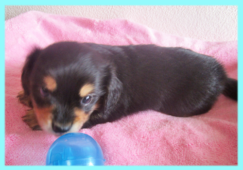 ミックス　チワックス　オス　子犬販売の専門店　AngelWan　横浜