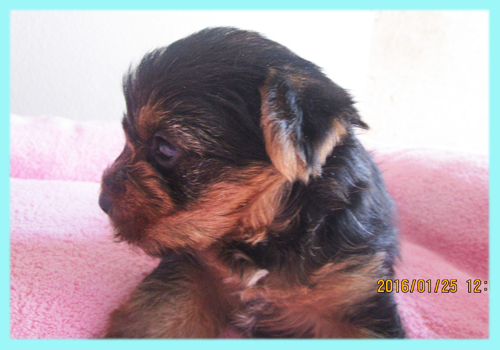 ヨークシャーテリア オス 子犬販売の専門店 AngelWan 横浜