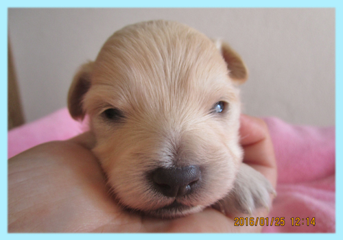ミックス　チワプー　クリーム　オス　子犬販売の専門店　AngelWan　横浜