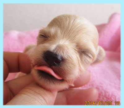 ミックス チワプー クリーム オス 子犬販売の専門店 AngelWan 横浜