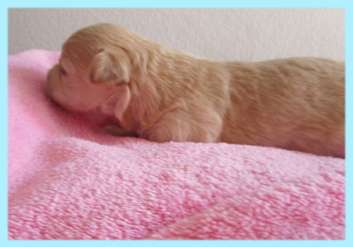 ミックス　チワプー　クリーム　オス　子犬販売の専門店　AngelWan　横浜